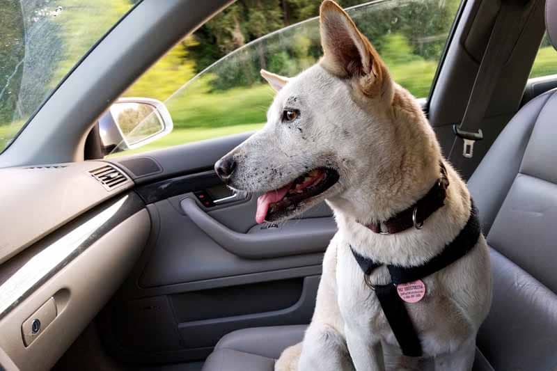 test housse de siege pour chien pour auto